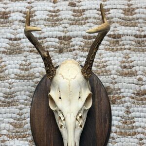 Deer Skull with Antlers on Wooden Plaque